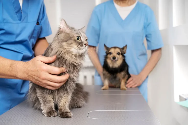 San Luis anuncia hospital veterinario para animales en situación de calle y refuerza su política de salud animal