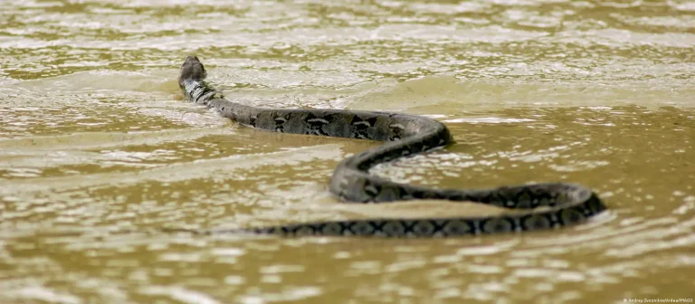 Inundaciones en China y fuga de más de 900 serpientes: alerta por cobras venenosas en Hengzhou