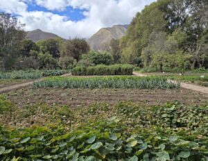 Del huerto a tu mesa: una experiencia para degustar lo que se cultiva en Tambo del Inka