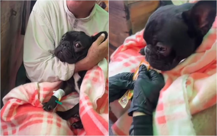 Reportaron milagroso rescate de un perrito con vida tras 16 días bajo los escombros Reportaron milagroso rescate de un perrito con vida tras 16 días bajo los escombros