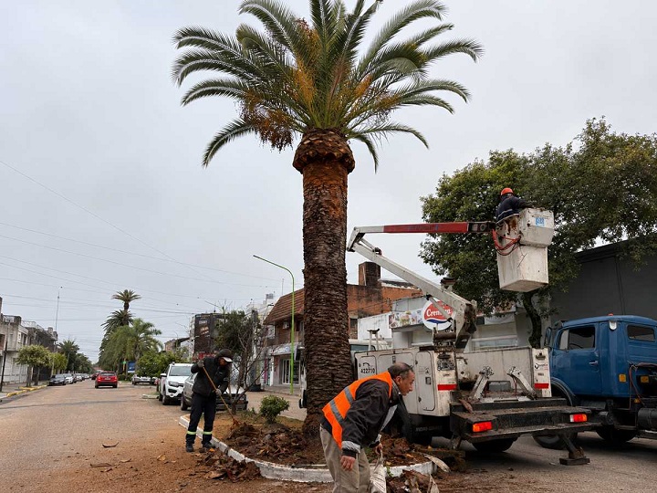 Gualeguaychú colocará sensores sísmicos con IA para detectar al picudo rojo de las palmeras