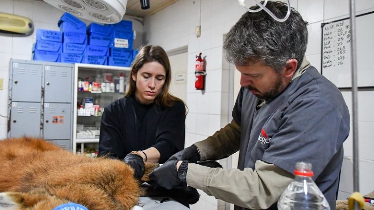 Volvió a la libertad el aguará guazú rescatado en Puerto General San Martín