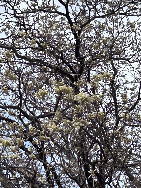 El fenómeno de El Niño adelantó la floración del lapacho blanco de Av. Ejército