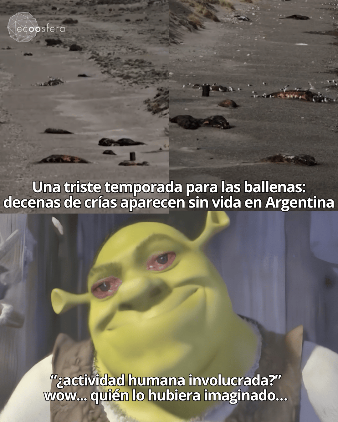 29 ballenatos aparecieron muertos en Chubut y nadie sabe por qué 29 ballenatos aparecieron muertos en Chubut y nadie sabe por qué