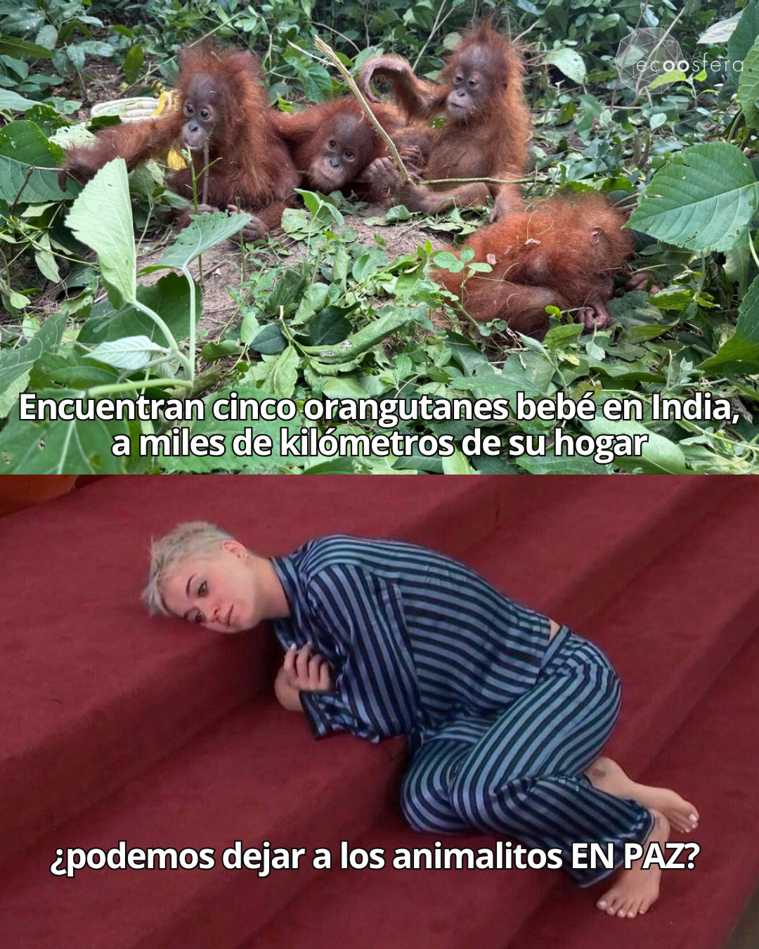 5 crías de orangután halladas en Bhubaneswar: ¿cómo llegaron a India? 5 crías de orangután halladas en Bhubaneswar: ¿cómo llegaron a India?