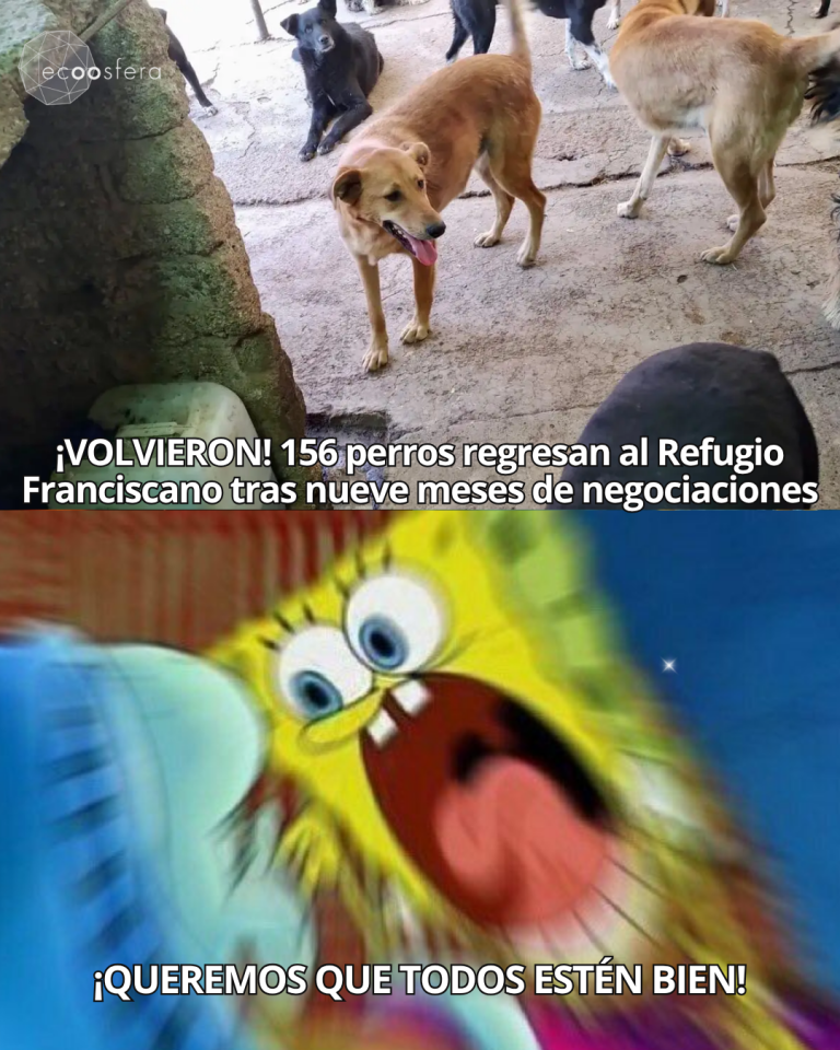 9 meses, 40 negociaciones y 156 perros: la historia del Refugio Franciscano