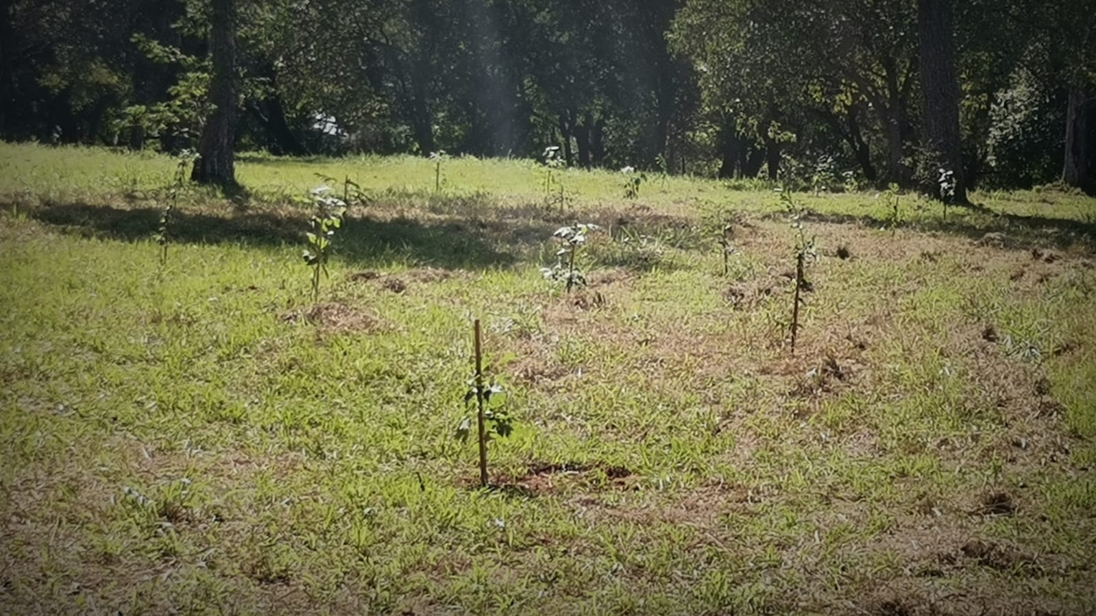 Paraguay: jóvenes mejores egresados impulsan reconocimiento municipal y social para voluntarios del Jardín Botánico