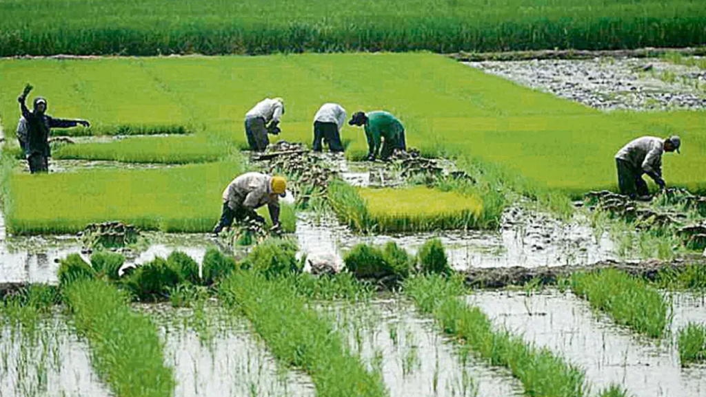 Agricultores de Sechura denuncian abandono y pérdidas Agricultores de Sechura denuncian abandono y pérdidas