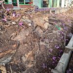 Alertan por la estabilidad de los lapachos mutilados en calle 25 de Mayo