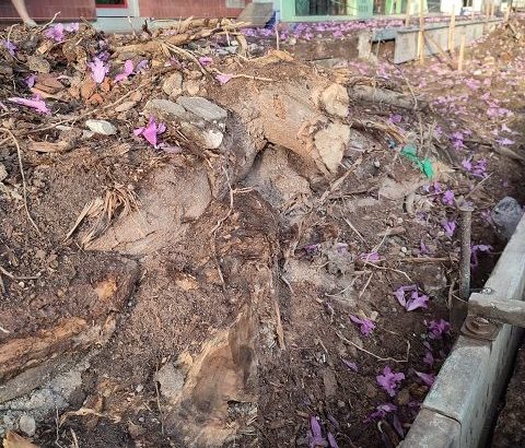 Alertan por la estabilidad de los lapachos mutilados en calle 25 de Mayo