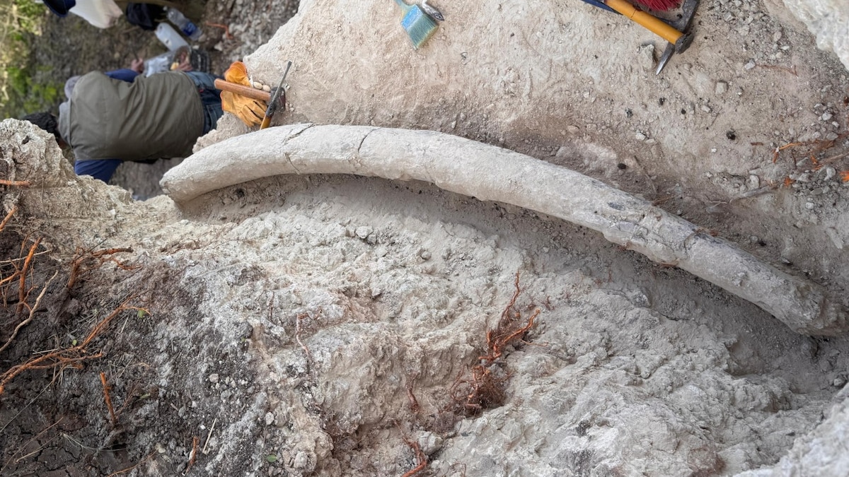 Argentina — Descubren en Argentina un colmillo de mastodonte que es el más grande de Sudamérica Argentina — Descubren en Argentina un colmillo de mastodonte que es el más grande de Sudamérica
