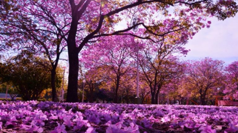 Argentina — El equinoccio de septiembre: por qué la primavera en Argentina comienza oficialmente el 22 de septiembre de 2026