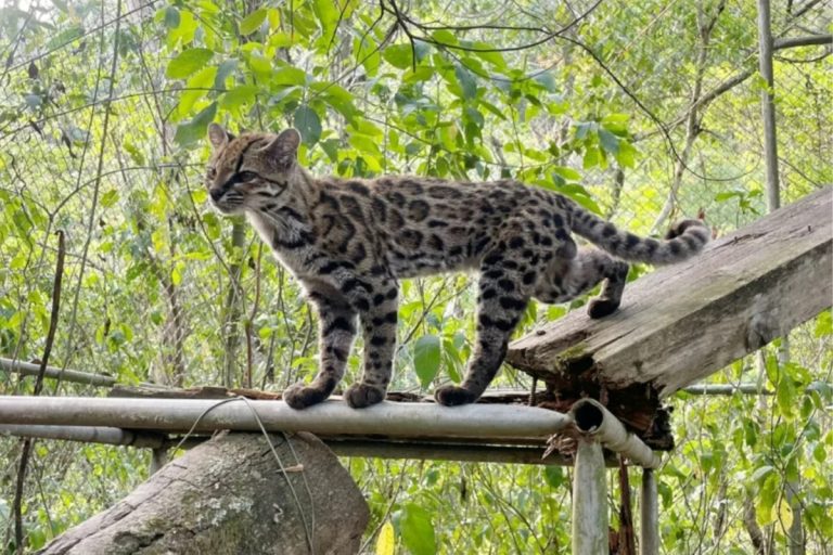 Argentina — Leopardus tilcayo: el nuevo gato tigre descubierto en Bolivia podría ampliar el mapa de la biodiversidad argentina