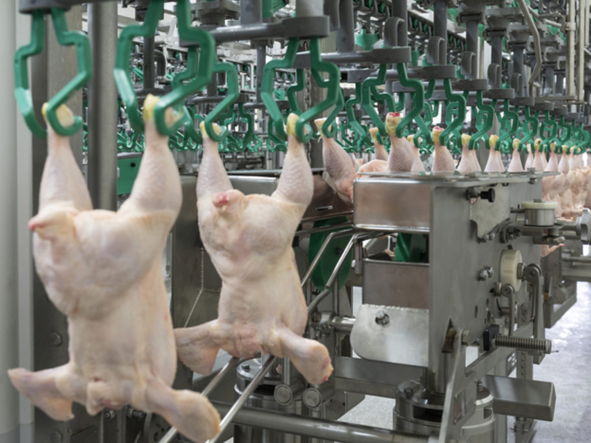 Argentina logró la reapertura del mercado de Japón para carne aviar y ovoproductos Argentina logró la reapertura del mercado de Japón para carne aviar y ovoproductos