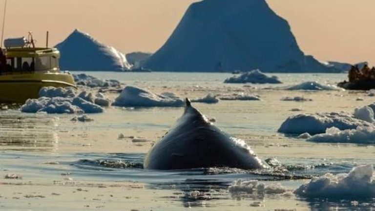Ballenas en Groenlandia: un espectáculo natural único en la ruta migratoria entre glaciares