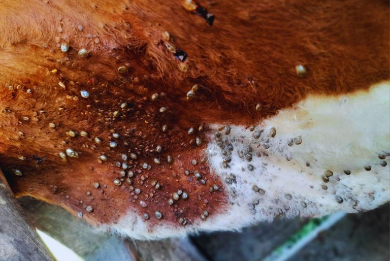 Bovino Criollo, entre las razas con resistencia natural a la garrapata