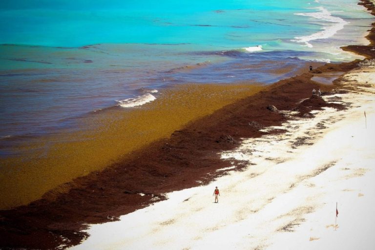 Cancún respira: el sargazo retrocede en sus playas