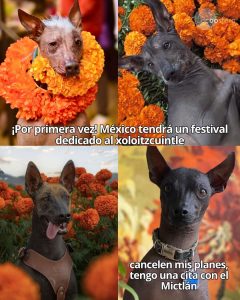 CDMX tendrá un festival del xoloitzcuintli y el Mictlán está de fondo