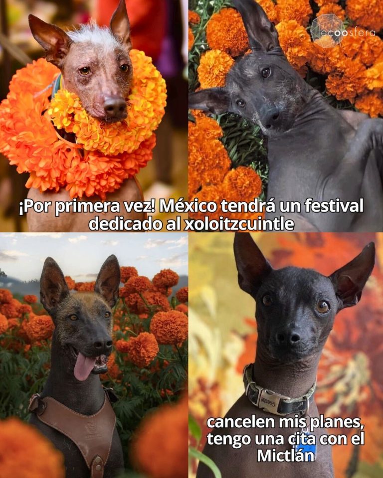CDMX tendrá un festival del xoloitzcuintli y el Mictlán está de fondo
