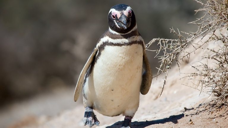 Chile — Chile viste a sus pingüinos heridos con trajes con partículas de cobre y zinc: protegen las heridas y buscan acelerar la recuperación de las aves rescatadas