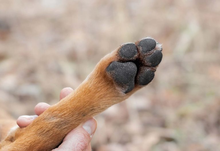 ¿Cómo evitar las quemaduras en las almohadillas de los perros?