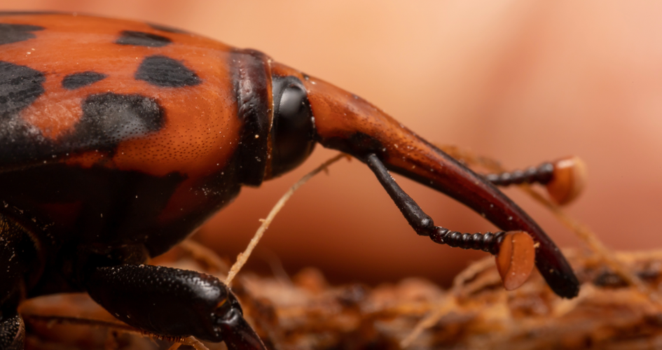 Convocan en Gualeguaychú a una actualización de protocolos frente al picudo rojo Convocan en Gualeguaychú a una actualización de protocolos frente al picudo rojo