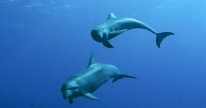 Curiosidades: Diez fluidos animales y sus sorprendentes usos extraordinarios.