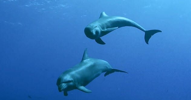 Curiosidades: Diez fluidos animales y sus sorprendentes usos extraordinarios.