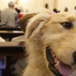 Curitiba tem Bênção dos Animais neste final de semana; veja onde