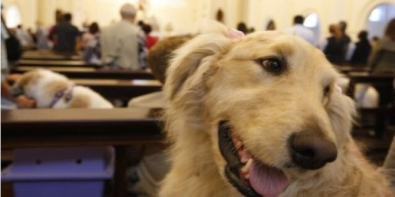 Curitiba tem Bênção dos Animais neste final de semana; veja onde