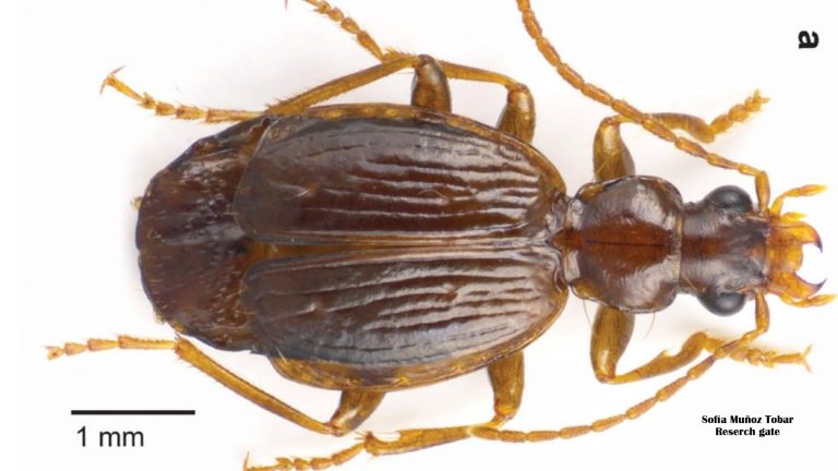Descubren al escarabajo Lebia urkumanta en páramos de Ecuador a 3.700 metros, adaptado con alas diminutas