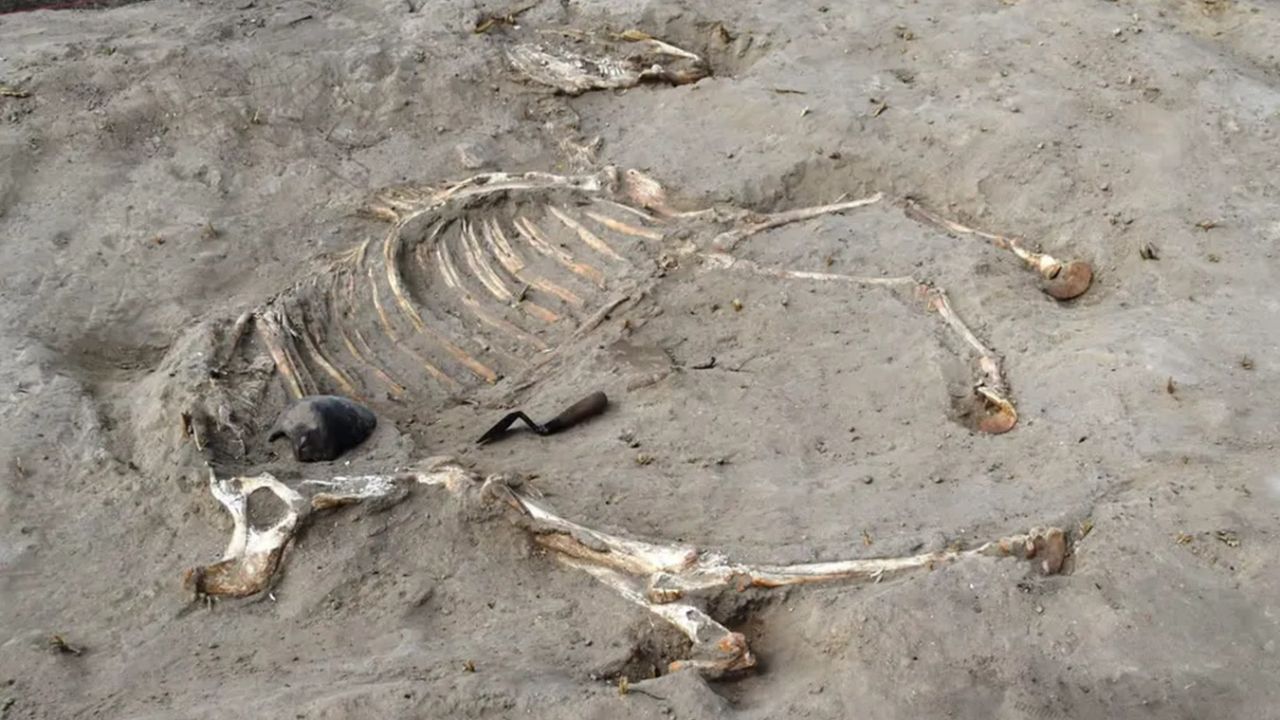 Descubren un esqueleto de caballo de 3.000 años en Egipto con excepcional conservación, revelando prácticas funerarias antiguas Descubren un esqueleto de caballo de 3.000 años en Egipto con excepcional conservación, revelando prácticas funerarias antiguas