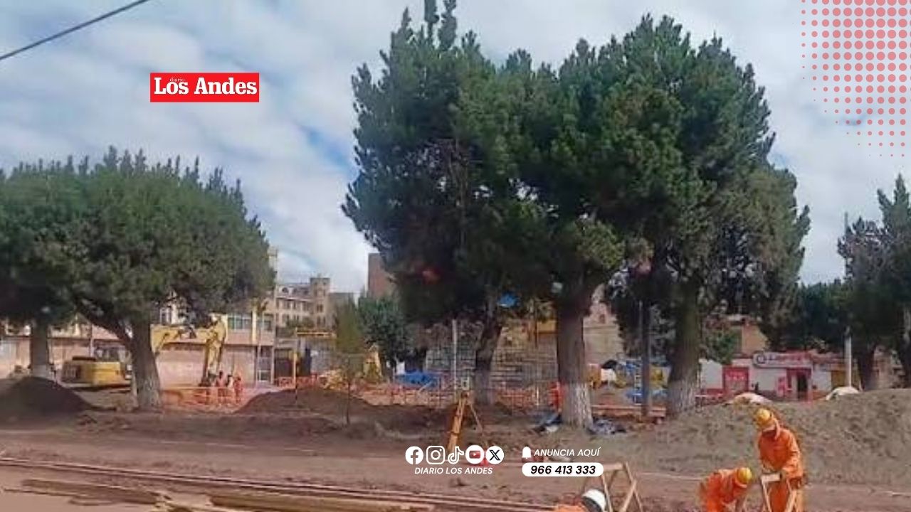 Destruyen 30% de árboles plantados en calles y parques de Juliaca Destruyen 30% de árboles plantados en calles y parques de Juliaca