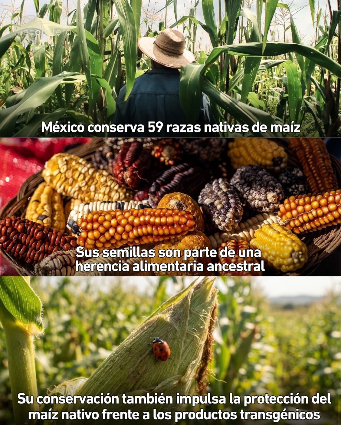 Día Nacional del Maíz: cada tortilla que comes es historia viva de México Día Nacional del Maíz: cada tortilla que comes es historia viva de México