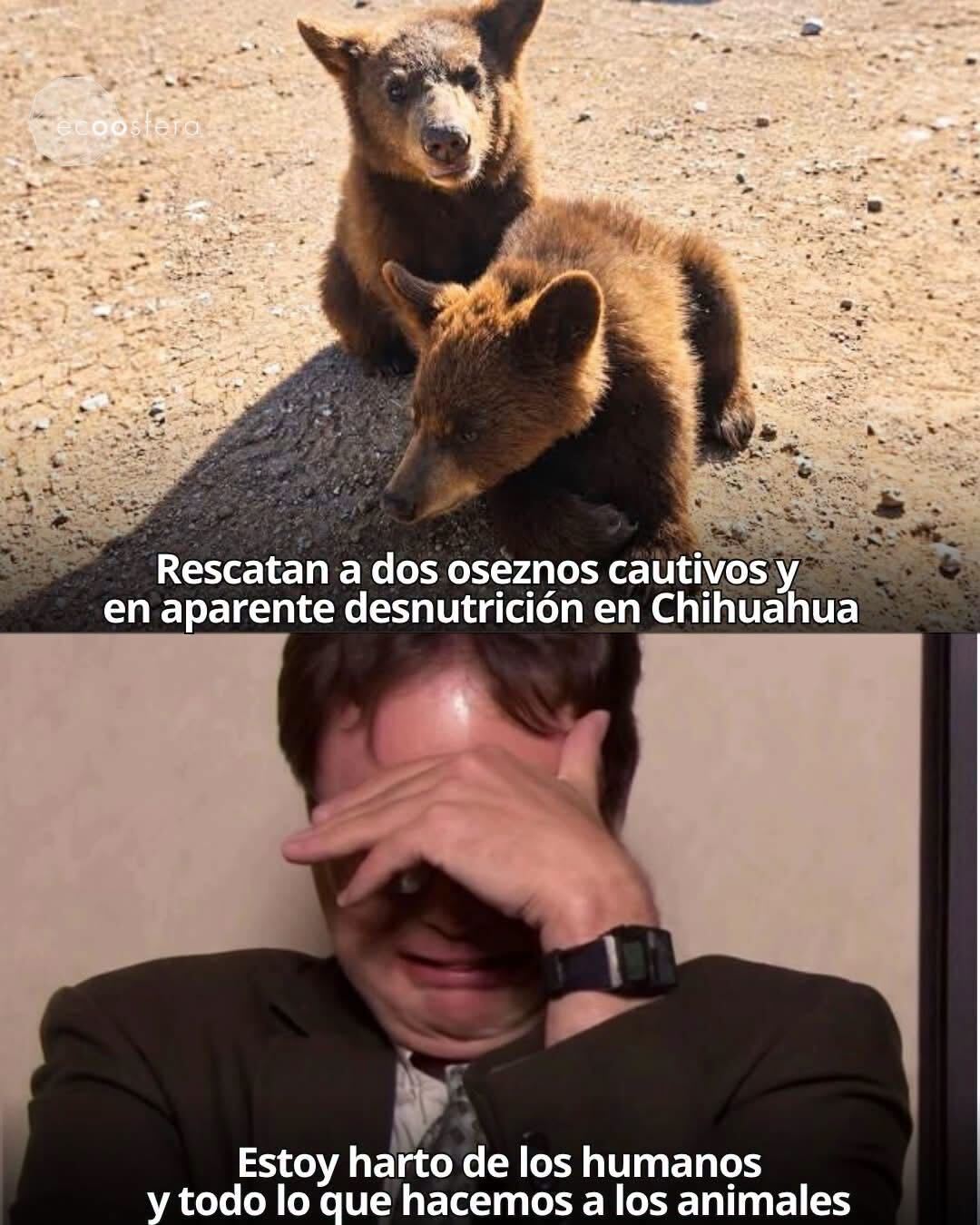 Dos oseznos rescatados en Chihuahua vivían en cautiverio y desnutrición Dos oseznos rescatados en Chihuahua vivían en cautiverio y desnutrición