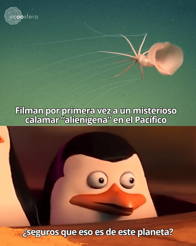 El calamar más raro del mundo fue filmado vivo y tiene ‘codos’