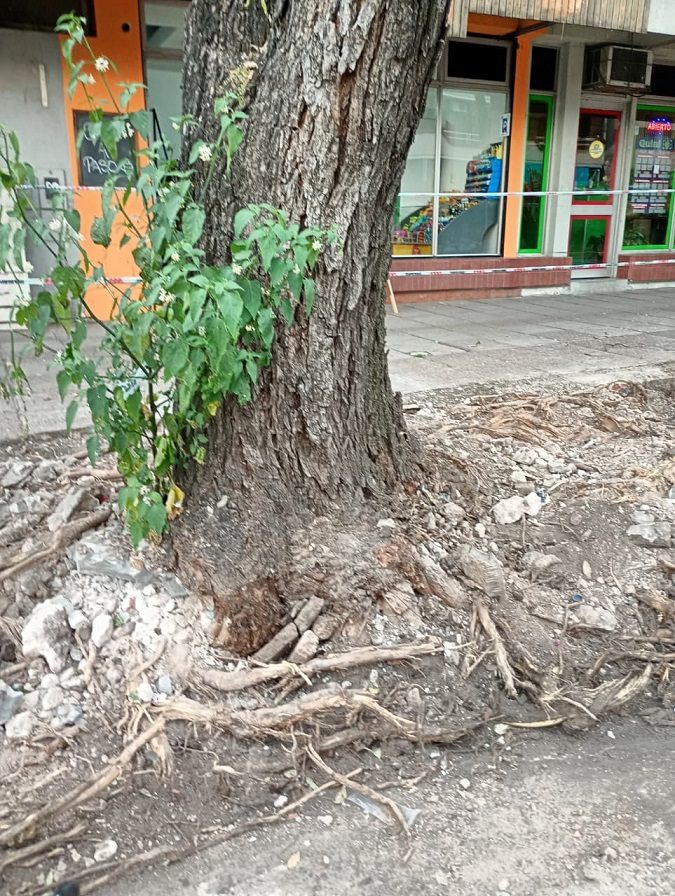 El daño a los lapachos de calle 25 de mayo; un atentado a nuestra identidad