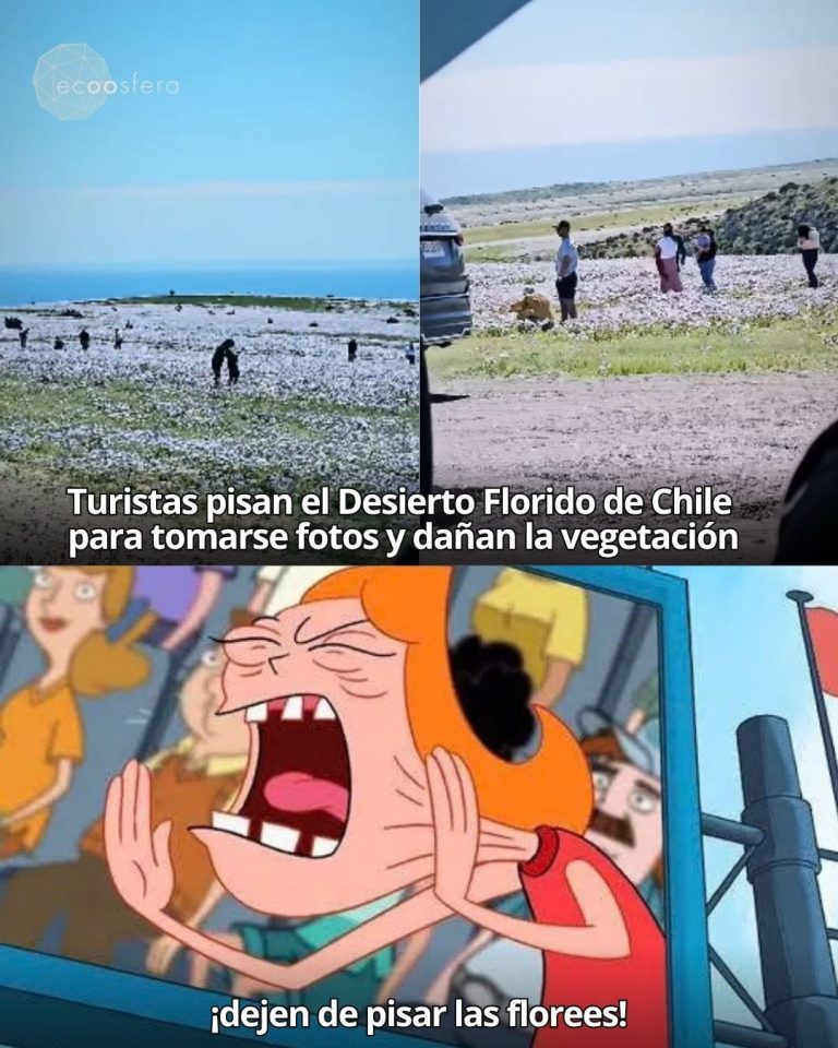 El Desierto Florido de Atacama florece cada años y los turistas lo están acabando en días
