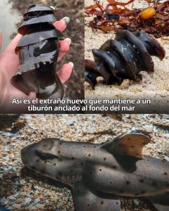 El huevo del tiburón cuerno tiene forma de tornillo y hay una razón perfecta