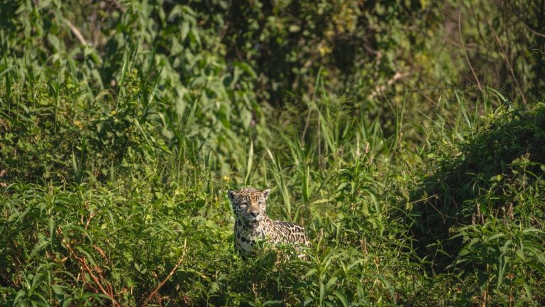 El jaguar ya tiene un mapa genético: ahora falta medir sus poblaciones