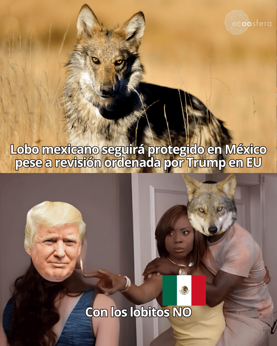 El lobo mexicano regresó a la selva, pero Trump amenaza con quitársela
