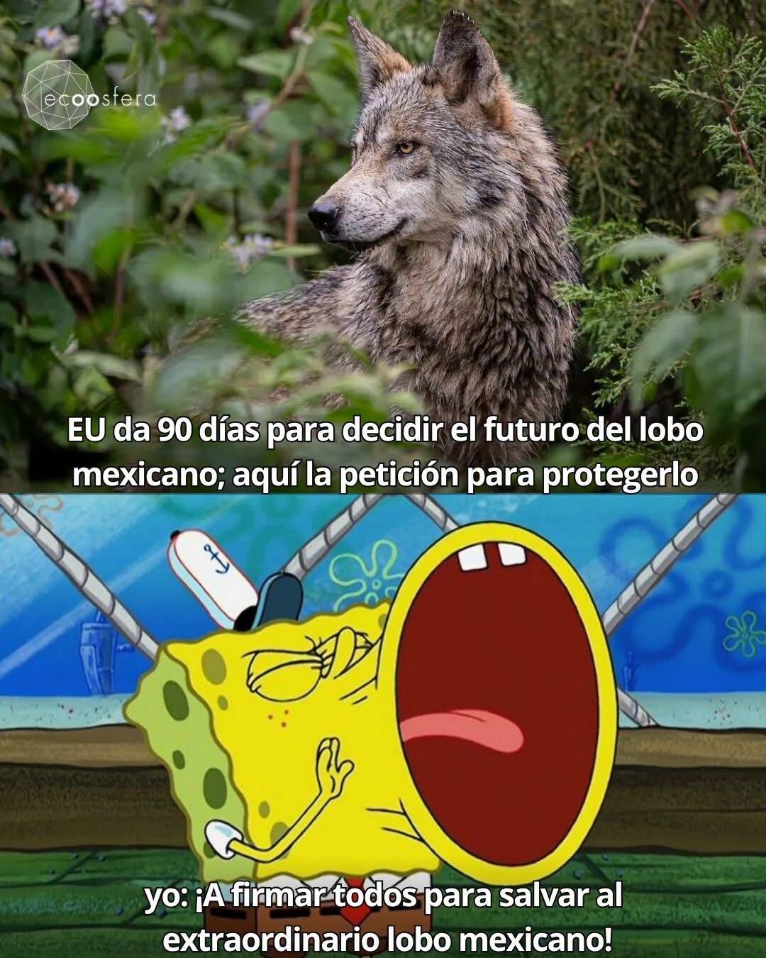 El lobo mexicano tiene 90 días antes de perder su protección federal El lobo mexicano tiene 90 días antes de perder su protección federal