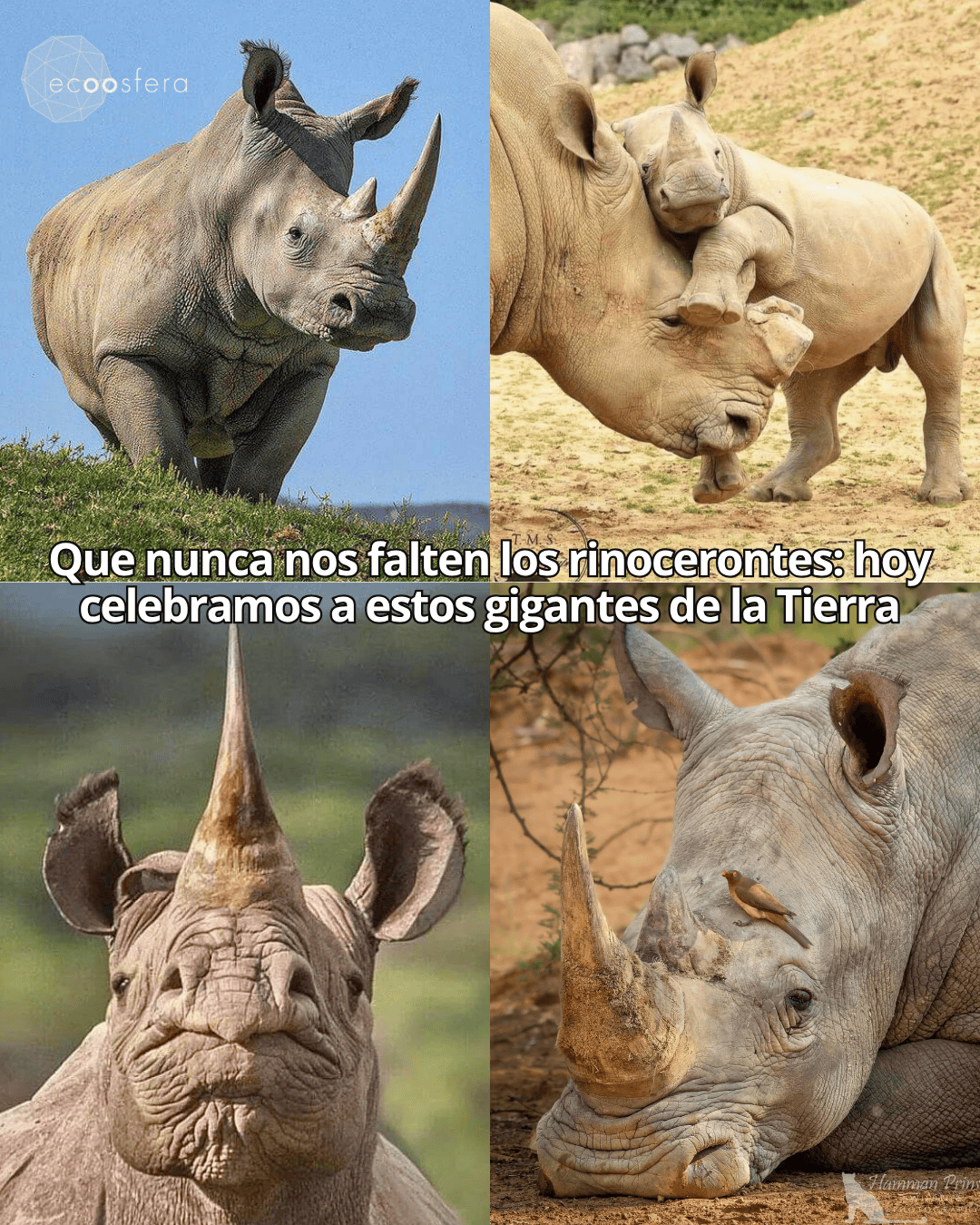 El rinoceronte sobrevivió a los dinosaurios, pero no a los humanos El rinoceronte sobrevivió a los dinosaurios, pero no a los humanos