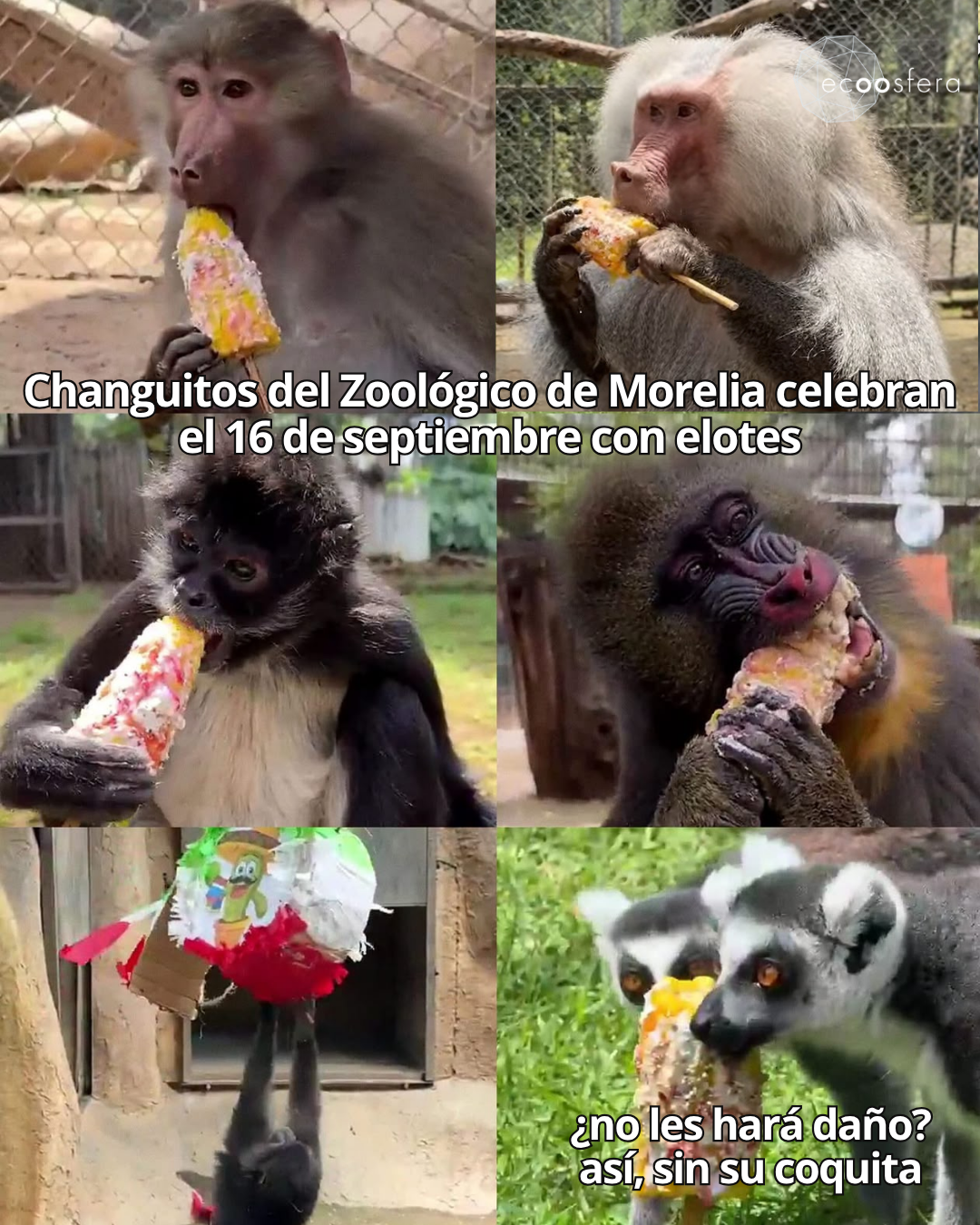 El zoológico de Morelia le dio elotes y piñatas a sus monos y esto pasó El zoológico de Morelia le dio elotes y piñatas a sus monos y esto pasó