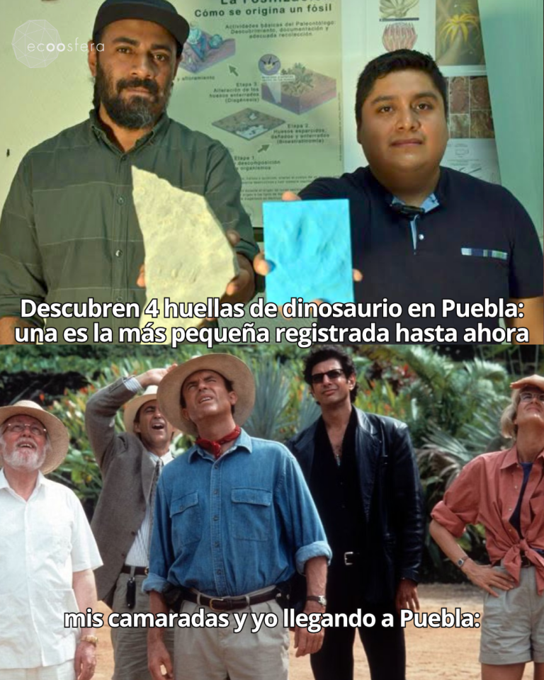 Encontraron en Puebla la huella de dinosaurio más pequeña del estado: apenas 7 cm