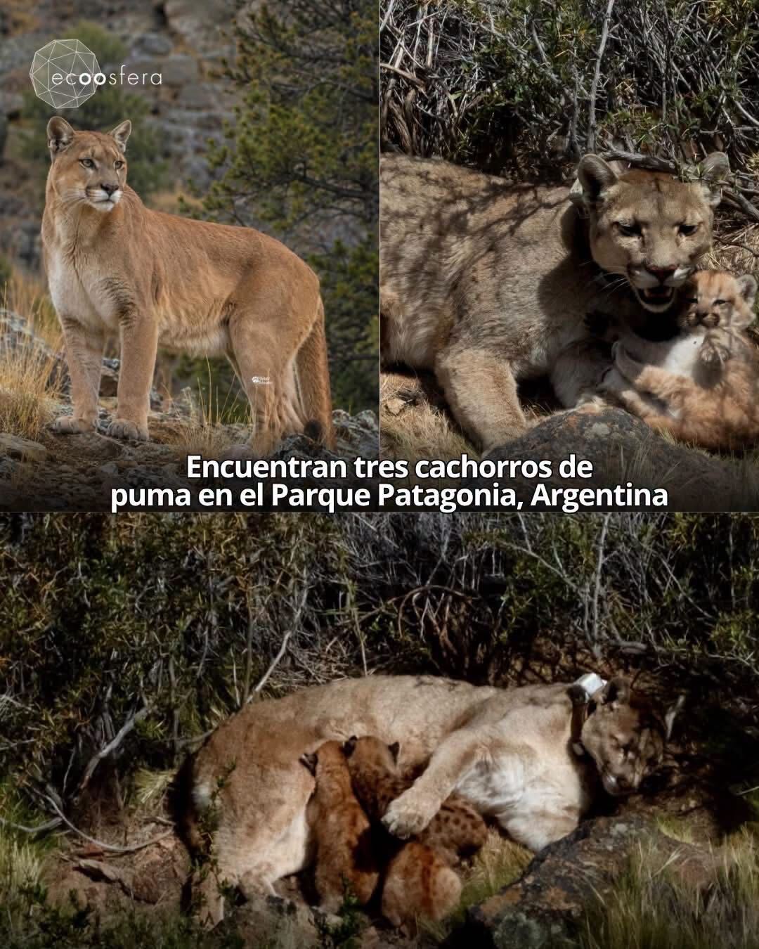 Encontraron tres cachorros de puma recién nacidos en la Patagonia argentina Encontraron tres cachorros de puma recién nacidos en la Patagonia argentina