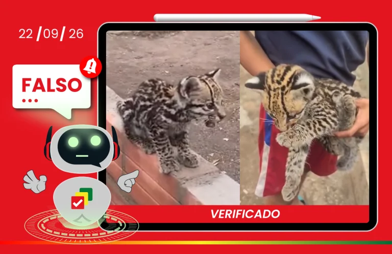 Falso: el felino de las imágenes no es un gato Tilcayo, es una cría de ocelote