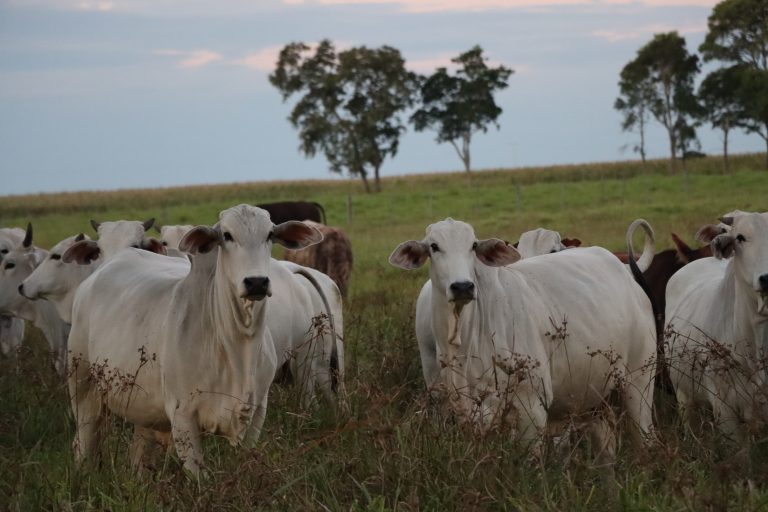 Fiebre aftosa: APPEC advierte sobre el riesgo económico para las exportaciones de carne