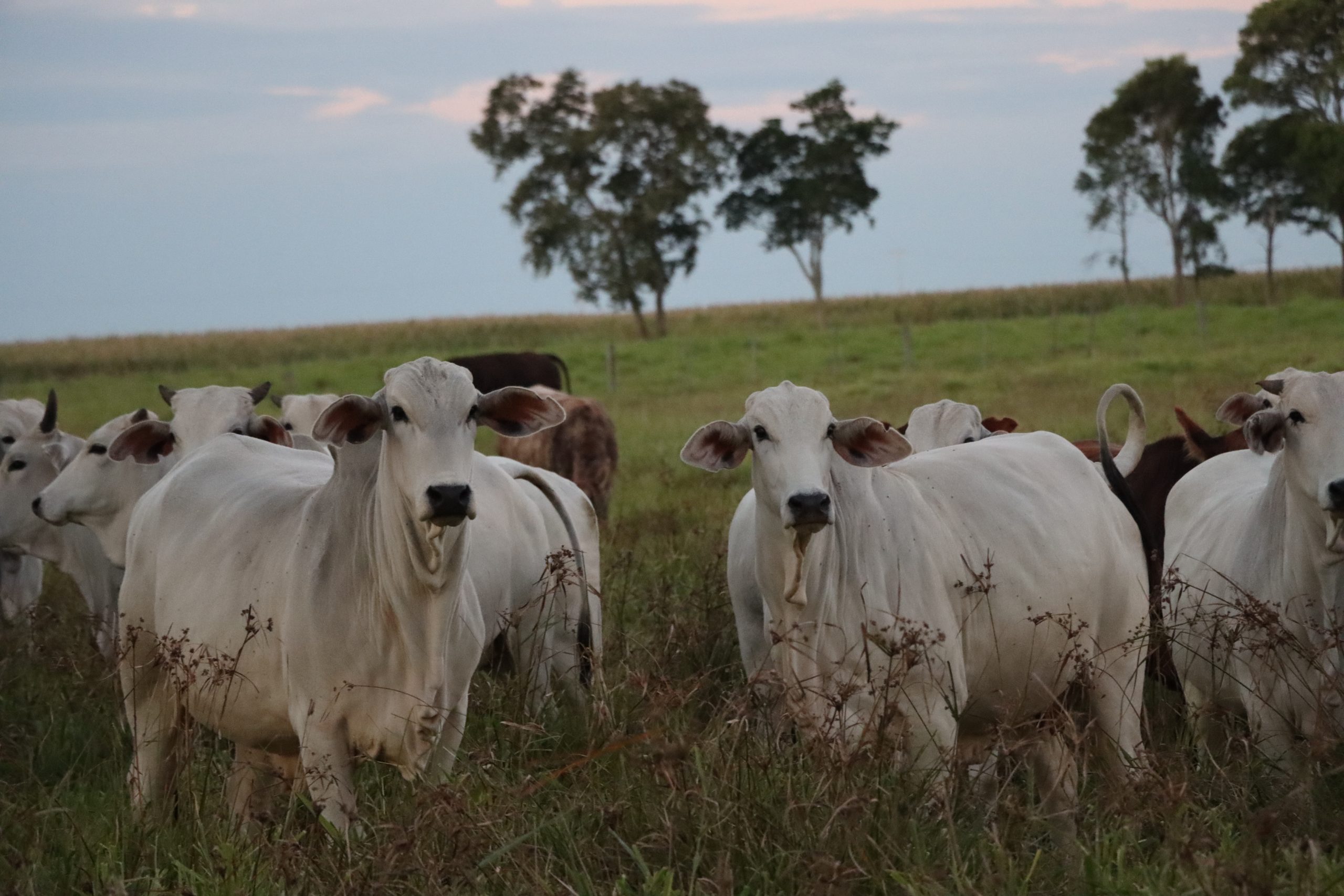 Fiebre aftosa: APPEC advierte sobre el riesgo económico para las exportaciones de carne