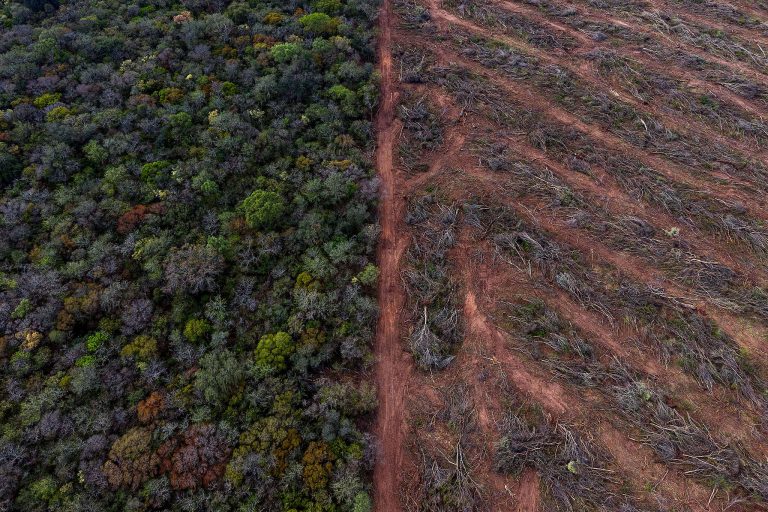 Greenpeace funda una República y busca ciudadanos para salvar la Ley de Bosques 